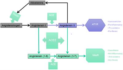 How Does SARS-CoV-2 Affect the Central Nervous System? A Working Hypothesis